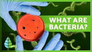 BACTERIA EXPLAINED 🦠 | Definition, Characteristics and Classification