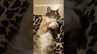 Кошка Марфа | Если отдыхать то по-королевски #shorts #коты #кошки