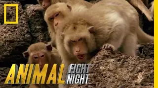 Clash of Macaque Monkey Clans | Animal Fight Night