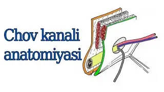 Chov kanali anatomiyasi, ichki va yon tomondan ko'rinishi. 4 kurs talabasi Aliyev Feruz