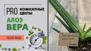 Алоэ Вера - полезный суккулент. Как правильно за ним ухаживать и чем он отличается от столетника.