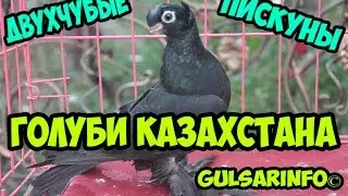 ДВУХЧУБЫЕ ПИСКУНЫ ► #ГОЛУБИ ШЫМКЕНТА ► ГОЛУБИ КАЗАХСТАНА ►  Pigeons ► doves ► dove