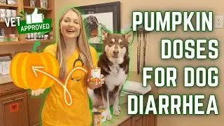 How much Canned Pumpkin to feed your Dog to help treat Diarrhea!?! Veterinarian Dr. Lindsay Butzer