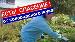 Колорадский жук. Как защитить картофель с гарантией.