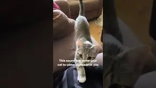 This sound will make your Cat come cuddle with you 🙈