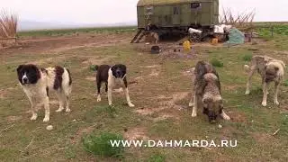 Саги дахмарда, которые не дали нам выйти из машины