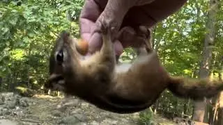 Ninja chipmunk makes some big jumps, Bobtail, Tupac, Rover, and the cowbells