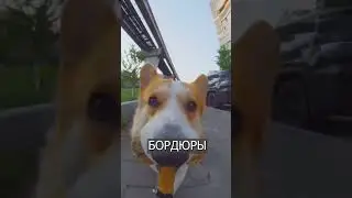 Китаец дал своей собаке КАМЕРУ,  и это надо видеть
