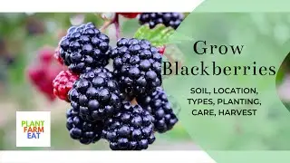 How to grow blackberries from cuttings