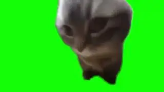 Chipi Chipi Chapa Chapa Cat green screen