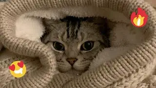 😂 Funniest Cats and Dogs Videos 😺🐶 || 🥰😹 Hilarious Animal Compilation №498