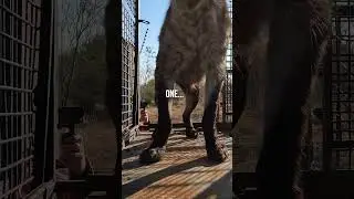 How to Load HYENAS | The Lion Whisperer