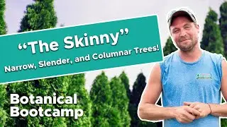 The skinny on narrow, slender, and columnar trees! | Slender Trees | Bates Botanical Bootcamp