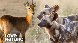 Playing the Long Game: Wild Dogs Outlast Their Prey | Love Nature