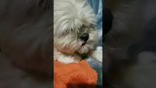 СЕРЬЕЗНЫЕ СОБАКИ ОХРАНЯЮТ ДОМ