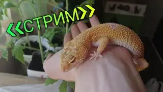 ВЕЧЕРНИЙ СТРИМ С ЭУБЛЕФАРАМИ / КОРМЛЕНИЕ КОРОЛЕВСКОГО ПИТОНА