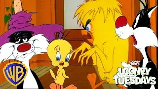 Looney Tuesdays |  Sylvester🐱 VS Tweety🐥 | @wbkids​