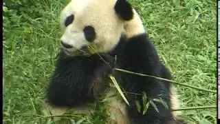 Happy Panda!