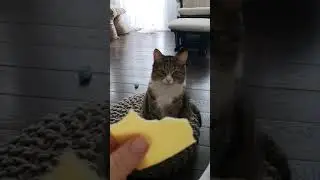 КОТ ПОПРОШАЙКА