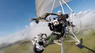 Vol en ULM avec les oies et Christian Moullec. Fly with birds, geese, on board a microlight.