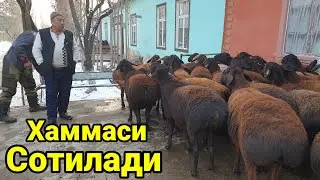 Эгизакчи бугоз хисори куйлар сотилади