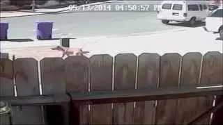 Hero Cat Saves Baby From Malicious Dog