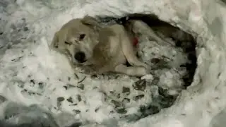 Paralyzed Dog Shot Multiple Times, Lying for Days on Freezing Snow Run Again, A True Miracle