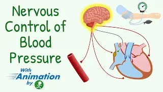 Everything About Short-Term Regulation of Blood Pressure | Nervous Control of Circulation |Animation