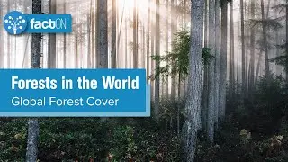 Forests in the World | Global Forest Cover | SDG Plus