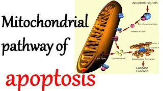 The mitochondrial pathway of apoptosis