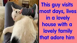 “My Cat, Not My Home” And “My Home, Not My Cat” Tweets About Cats That Do What They Want - Funny Cat