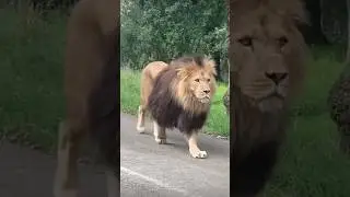 Lion vs Tiger 😱 who wins?