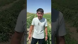 Самые эффективные препараты от трипса! (д.в. Спиносад)
