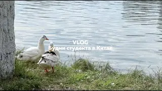 VLOG | будни иностранного студента в Китае, подготовка к экзаменам