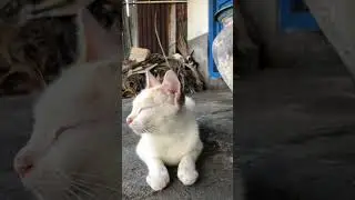 Si KUCING BELANG PULANG BAWA ANAK