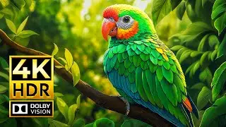 AMAZON ANIMALS 4K HDR | with Catchy Cinematic Music (color dynamic)