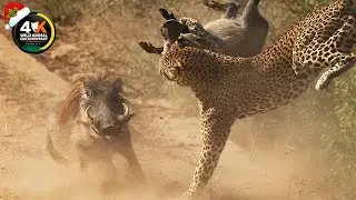 Kruger National Park's Best Kept Secret: Leopard Behavior Revealed | Wild Animal Documentary