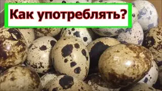 Raw quail eggs how to use. Quail eggs benefit and harm.