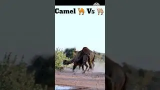 Camel 🐪 Fighting 