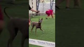 Best of show. Лучший щенок. International Dogs Show «Фаворит». Kazakstan. Almaty #dogshow #dogshorts