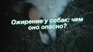 Ожирение у собак: чем оно опасно?