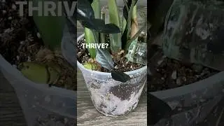 ZZ PLANT : Get It To Thrive Not Just Survive. 