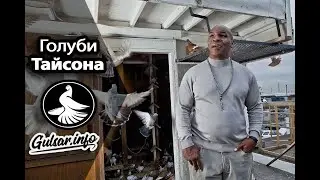 Голуби Майка Тайсона / Mike Tyson  pigeons / (без перевода)