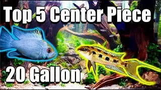 Top 5! Center Piece Fish For Your 20 Gallon Aquarium