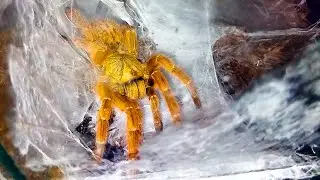 Паук «бешеный апельсин». Кормление птицееда Pterinochilus murinus