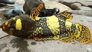 SpearFishing » Ikan Kerapuh Macan Hasil Nembak di Laut