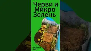 Черви и Микрозелень отходы за 1 неделю