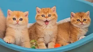 William's kittens learn all cat tricks