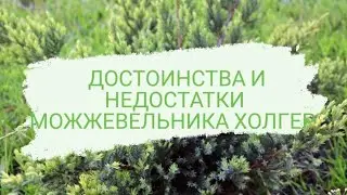 ДОСТОИНСТВА И НЕДОСТАТКИ МОЖЖЕВЕЛЬНИКА ЧЕШУЙЧАТОГО ХОЛГЕР