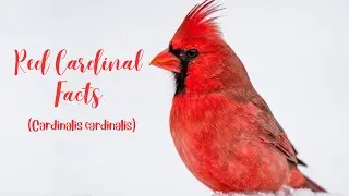 Northern Cardinal Facts /  Northern Cardinal / Red Bird